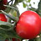 Sügisene tomat