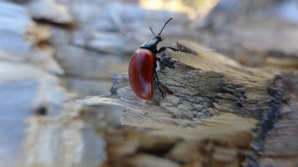 Mutukas 