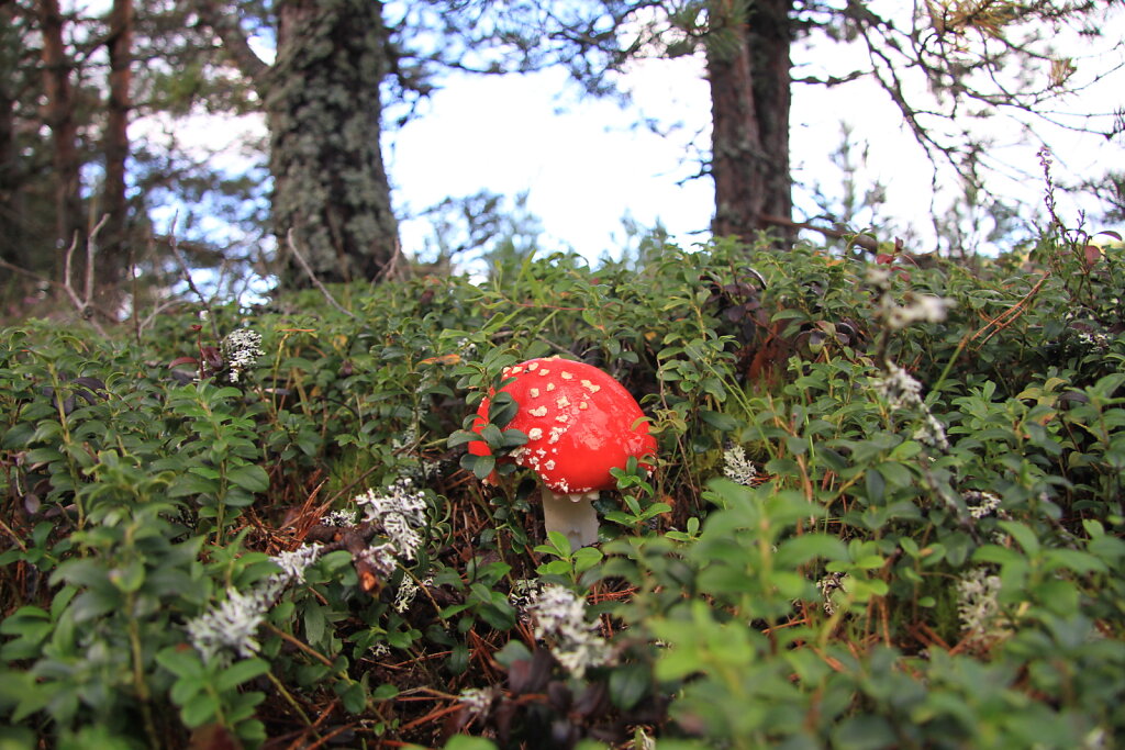 Punane kärbseseen