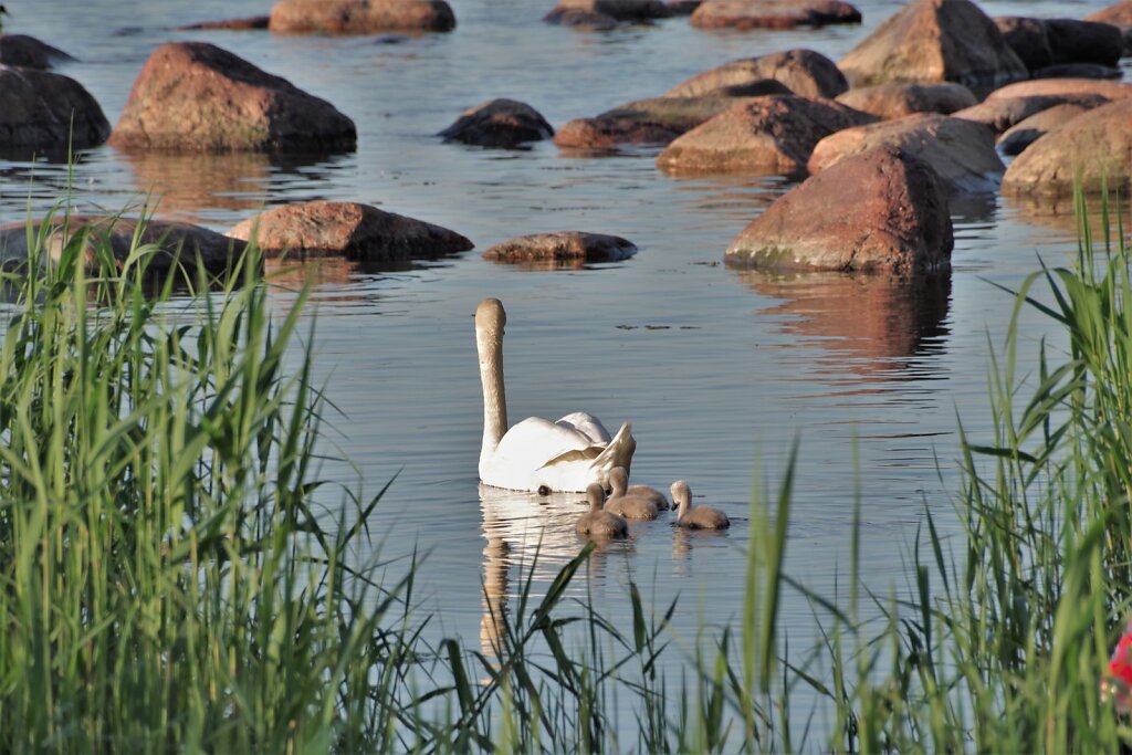 Luiged Meremõisas