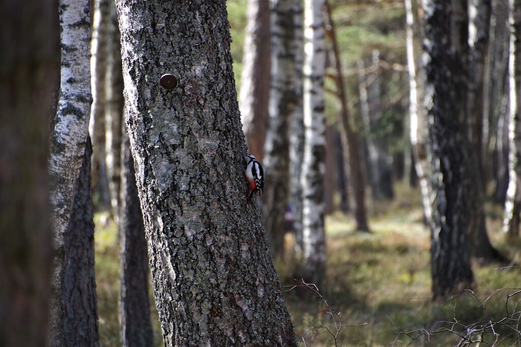 Suur-kirjurähn