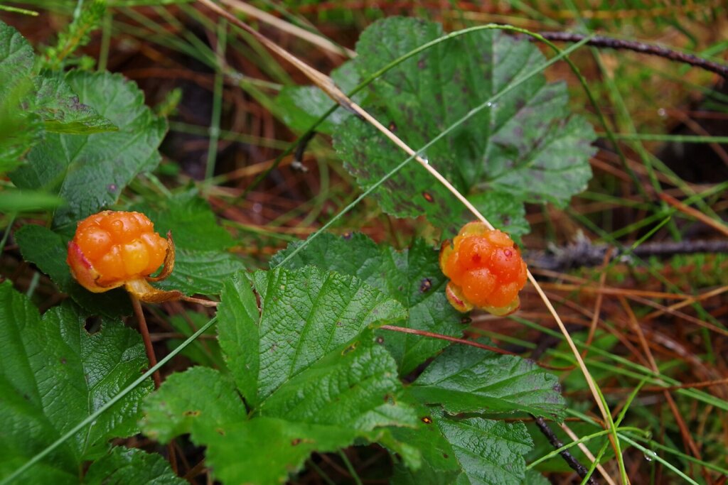 Rabamurakas (Rubus chamaemorus)