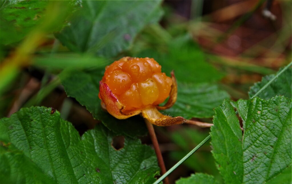 Rabamurakas (Rubus chamaemorus)