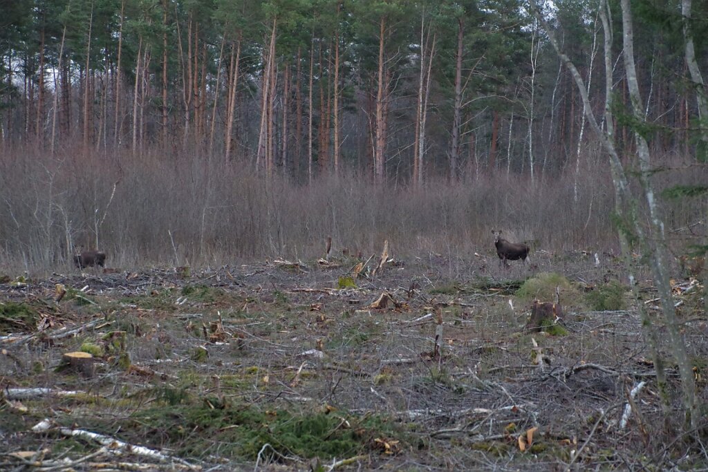 Põdrad lagendikul