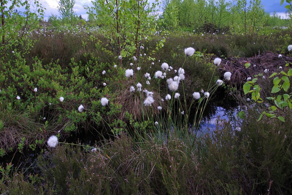 Rabas jalutuskäik